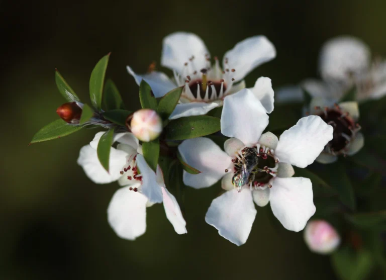 Native New Zealand bee visiting a manuka flower on Tiritiri Matangi Island