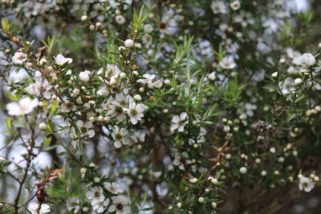 Manuka flowers and foliage from Leptospermum scoparium, the plant at the center of the trademark dispute