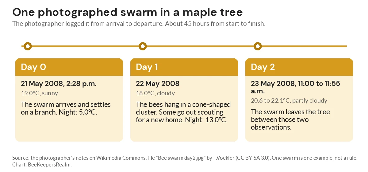 Timeline of one maple tree swarm: arrival on day 0, cone-shaped cluster on day 1, departure on day 2 after about 45 hours