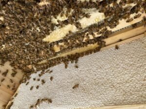Photo of a frame of capped honeycomb with bees performing hygienic cleanup