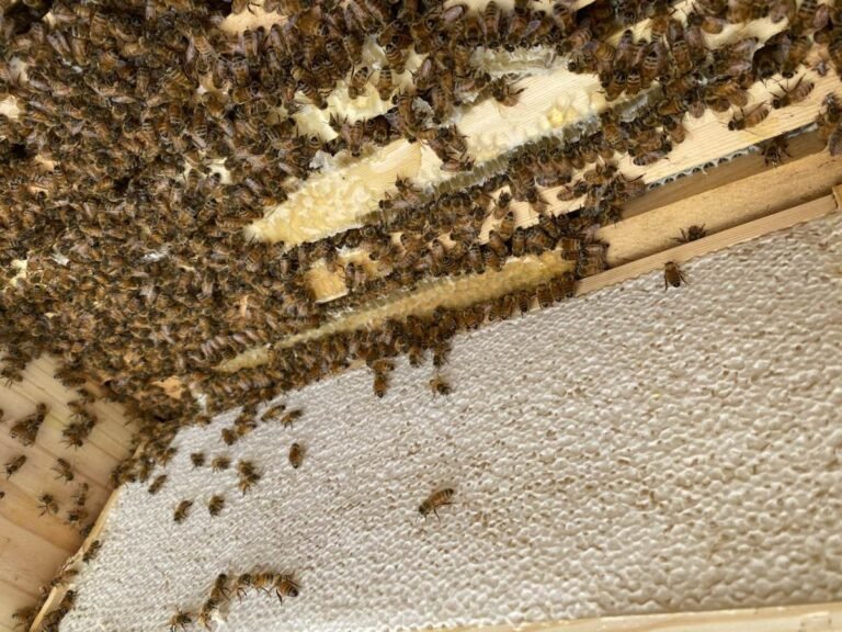 Photo of a frame of capped honeycomb with bees performing hygienic cleanup