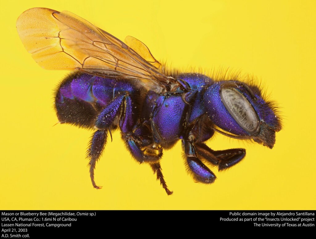 Close-up of a mason bee, a solitary cavity-nesting species of the kind bee bricks are designed to house