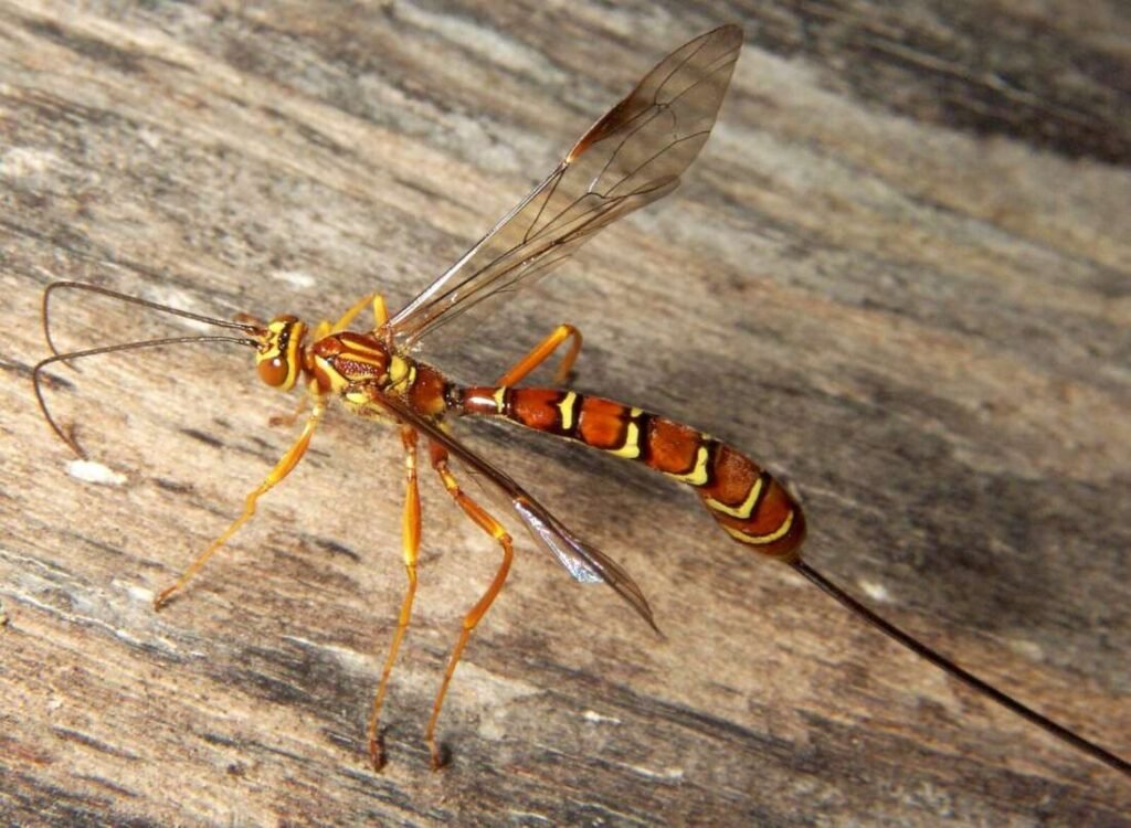Female Megarhyssa greenei ichneumon wasp showing long antennae and ovipositor