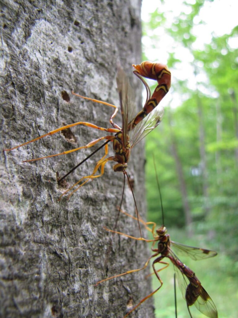 Female Megarhyssa macrurus ichneumon wasp with her long thread-like ovipositor visible