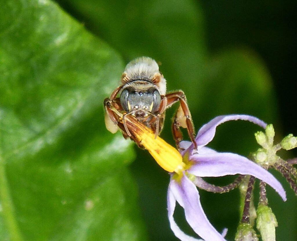 Close-up photo of a Melipona beecheii stingless bee, the species kept by Maya beekeepers in the Yucatan