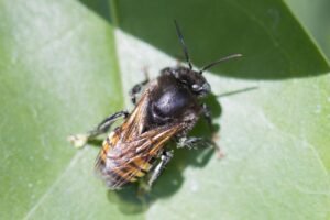 A Melipona stingless bee, the species central to the Maya beekeeping tradition tourists can visit in Mexico's Yucatan Peninsula