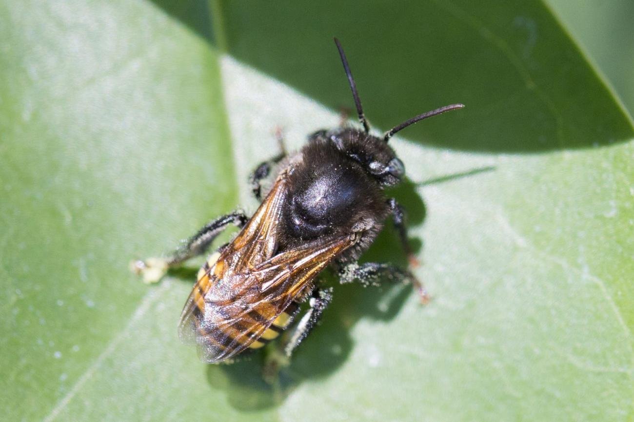 A Melipona stingless bee, the species central to the Maya beekeeping tradition tourists can visit in Mexico's Yucatan Peninsula