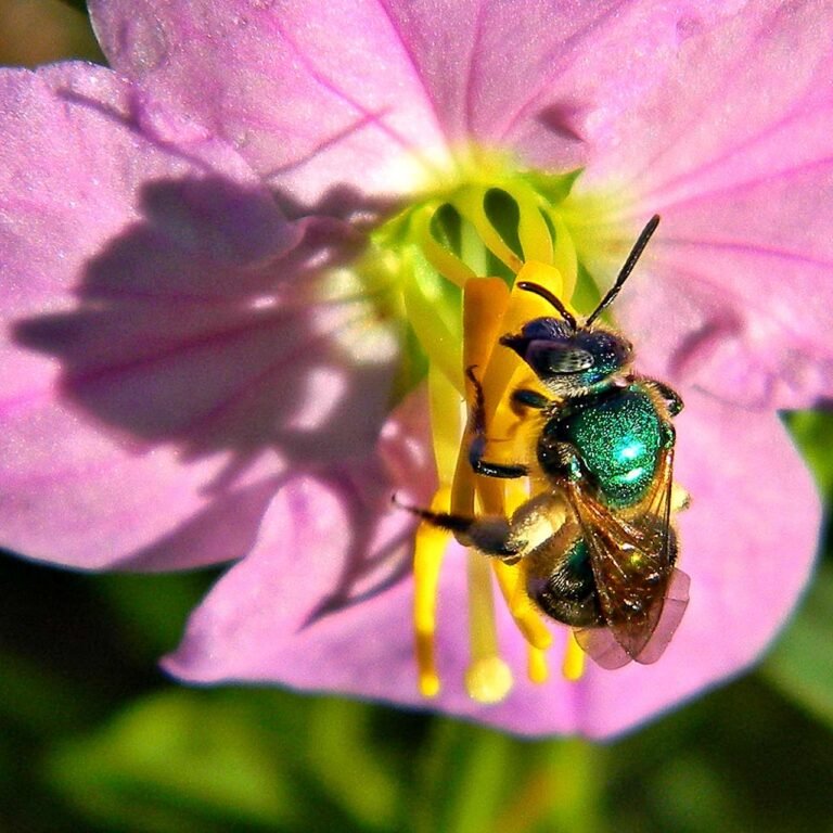 Metallic green sweat bee performing buzz pollination on a pink Rhexia flower