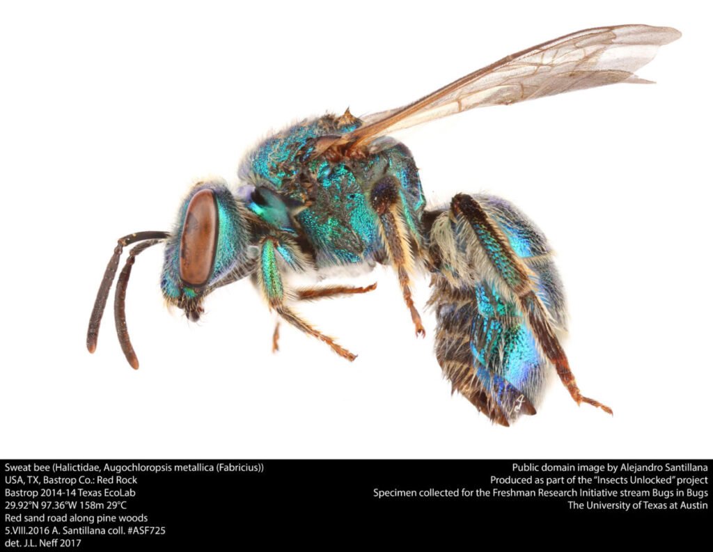 A metallic green sweat bee from the family Halictidae, one of thousands of wild bee families beyond honeybees