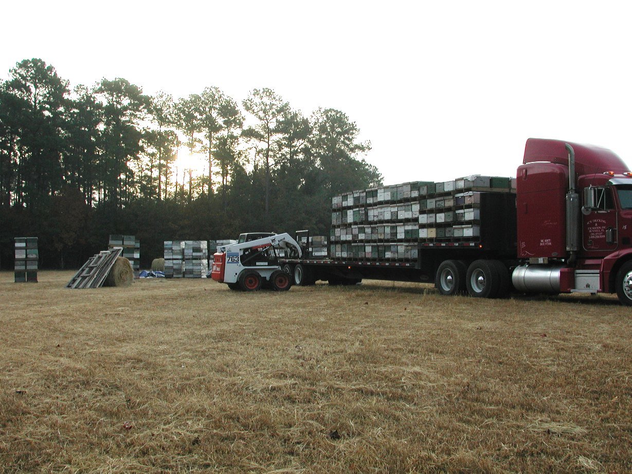 Flatbed semi-trailer loaded with stacked beehive pallets for migratory pollination transport