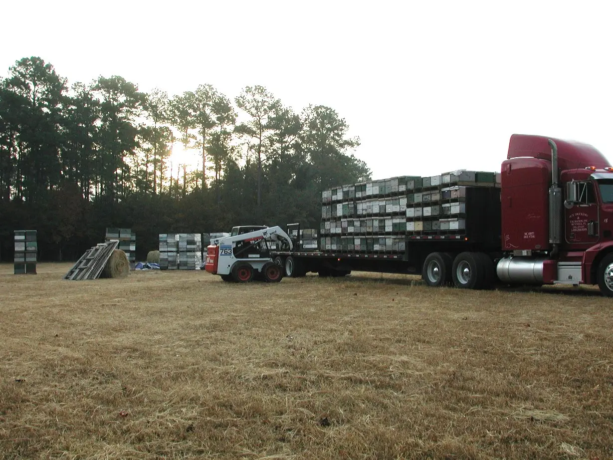 Flatbed semi-trailer loaded with stacked beehive pallets for migratory pollination transport