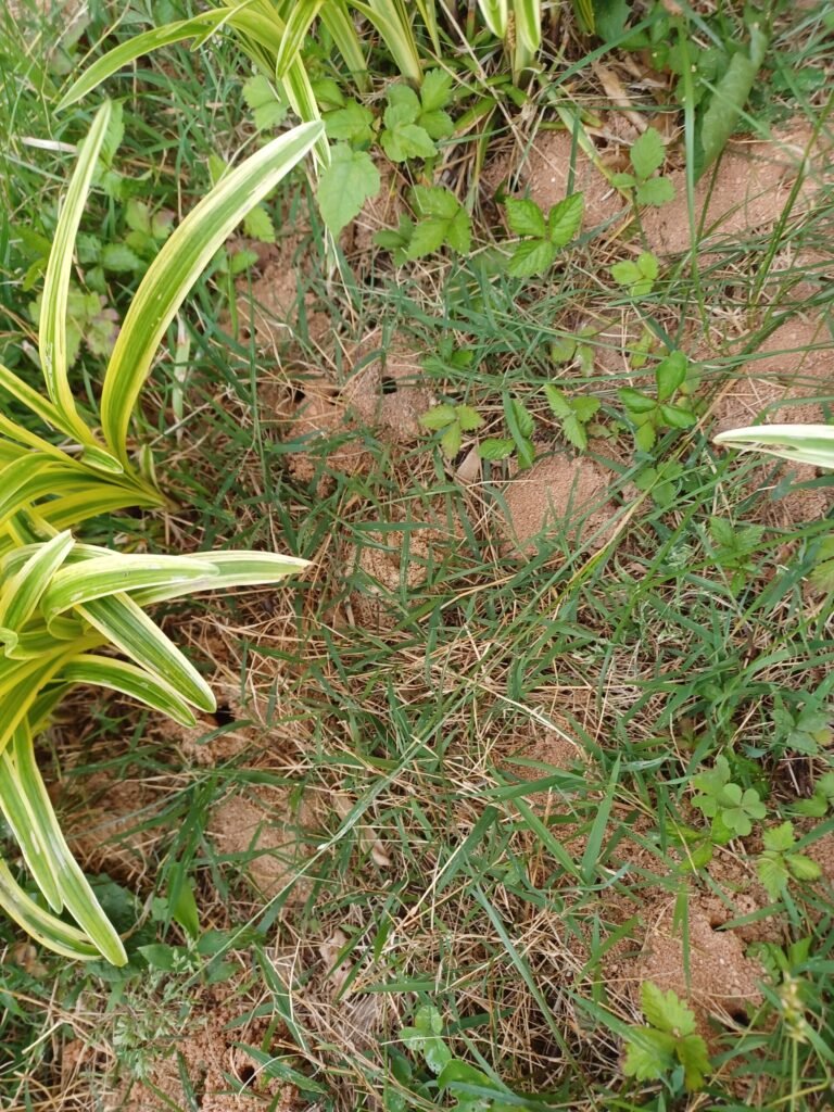 Small volcano-shaped mounds of excavated soil marking mining bee nest entrances in a lawn