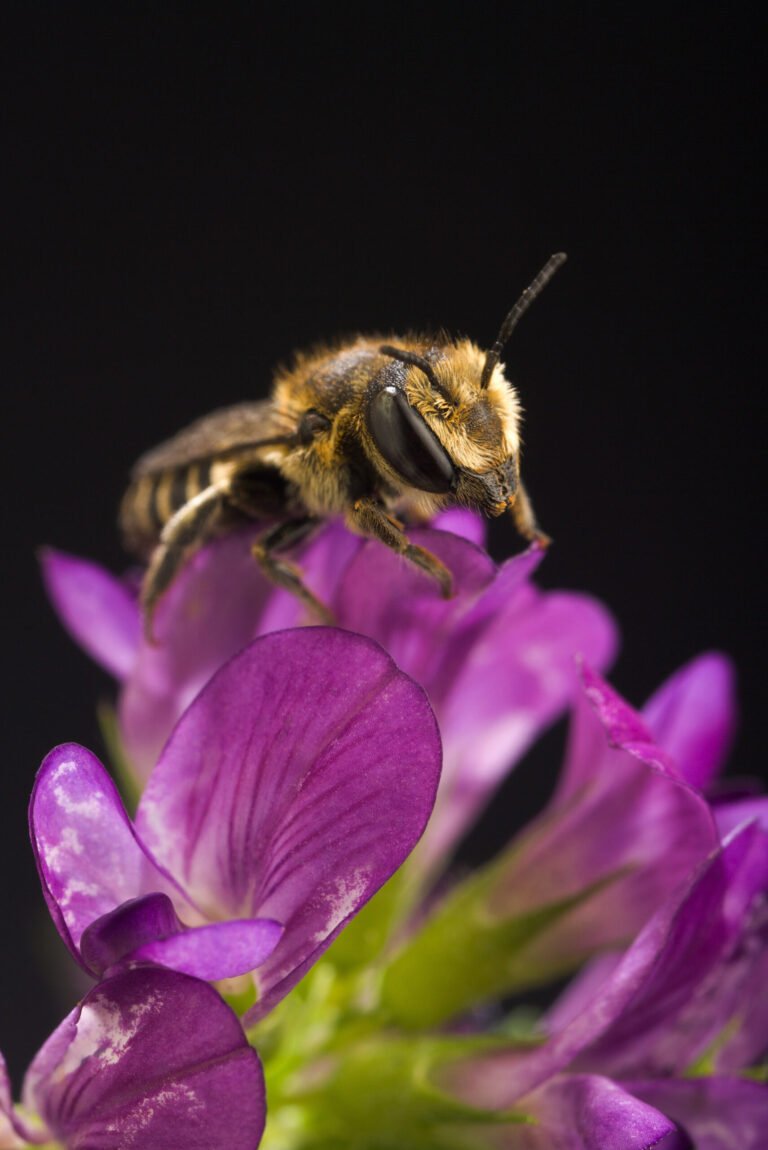 Alfalfa leafcutting bee on a flower, the managed pollinator species Montana registers alongside honey bee apiaries