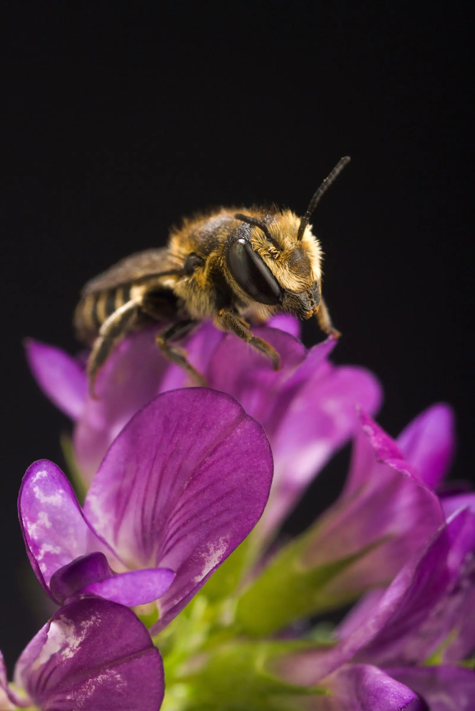 Alfalfa leafcutting bee on a flower, the managed pollinator species Montana registers alongside honey bee apiaries