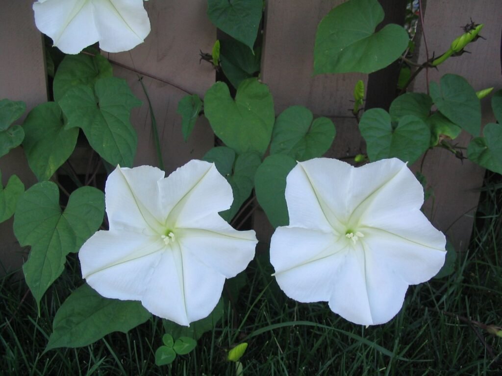 White moonflower (Ipomoea alba) blossom fully open at dusk in a garden
