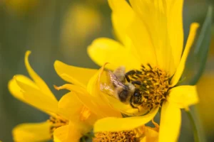 A bumble bee foraging inside a yellow sunflower bloom at Yellowstone