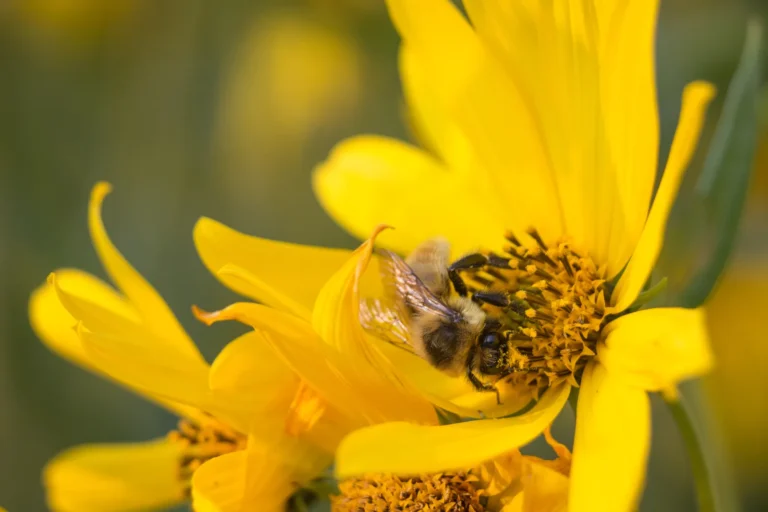 A bumble bee foraging inside a yellow sunflower bloom at Yellowstone
