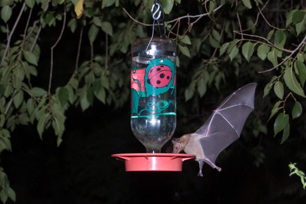A nectar-feeding bat visiting a hummingbird feeder, one of the many pollinator species covered by National Pollinator Week