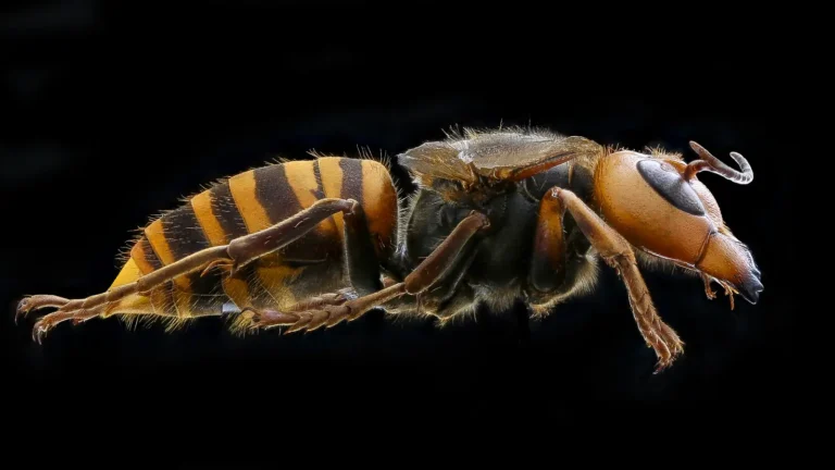 Side view of a northern giant hornet with orange head, dark thorax and banded orange and brown abdomen