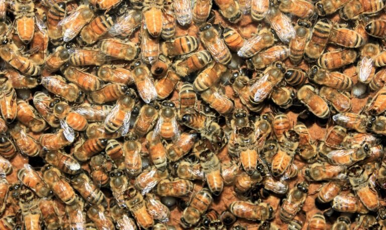 Honeybee hive displayed behind glass for indoor observation at the Montreal Insectarium