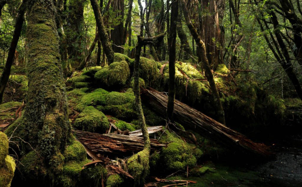 Old-growth temperate rainforest understory at Lake St Clair, Cradle Mountain National Park, Tasmania