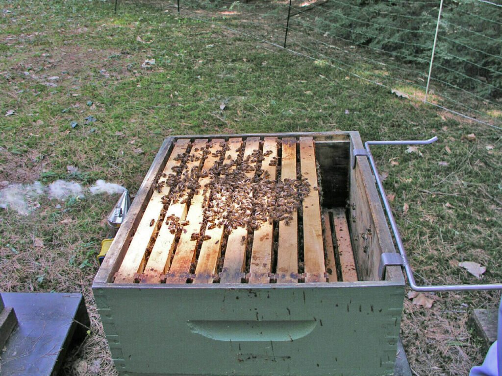Open beehive box with a bee smoker nearby during a routine hive inspection