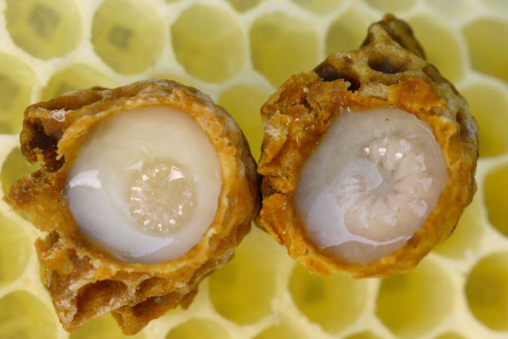 Two opened queen cells showing honey bee larvae suspended in royal jelly