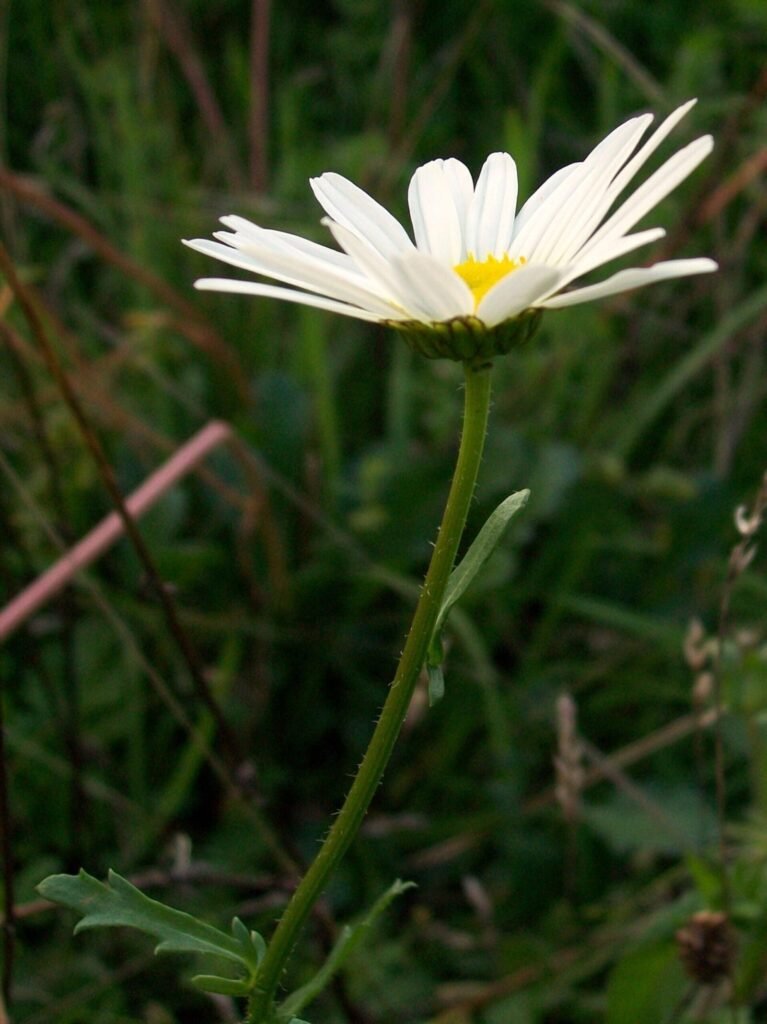 Oxeye daisy flowers, a species sometimes listed as invasive in generic wildflower mixes