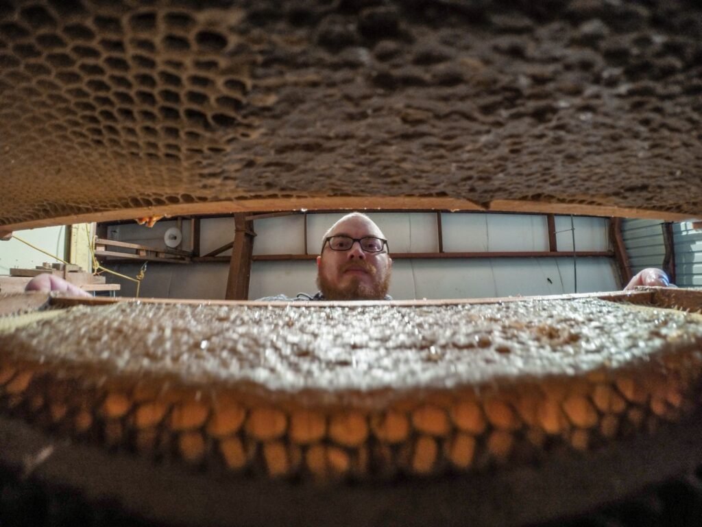 Laboratory technician processing honey frames as part of a university-affiliated apiculture research program
