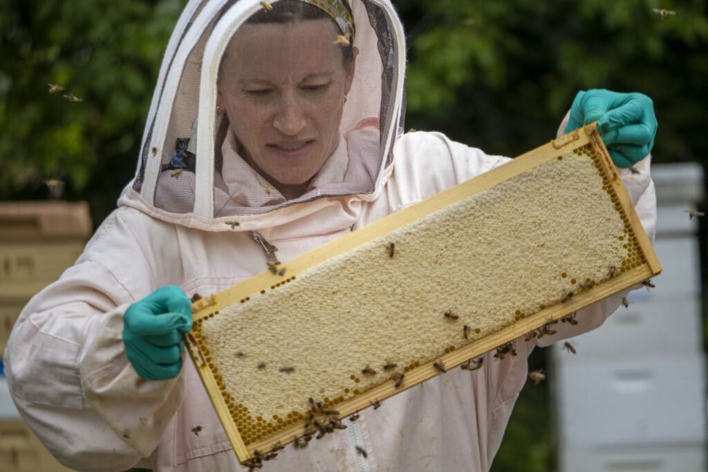 Beekeeper harvesting honey from a residential backyard hive, the kind of setup an HOA fine often targets