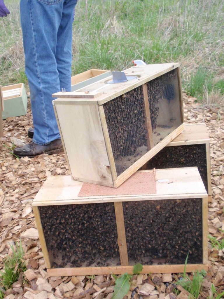 Wooden package-bee crates full of worker bees ready for spring hive installation
