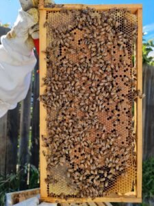 Panal de cría con patrón compacto de abejas italianas en un cuadro móvil tipo Langstroth