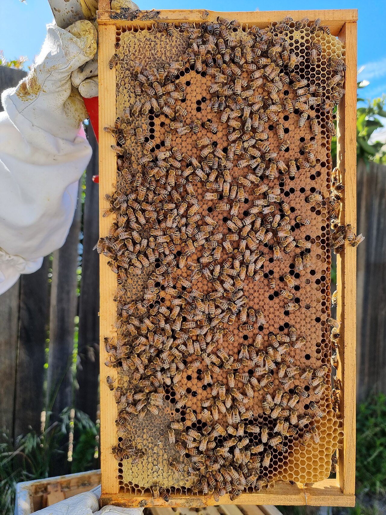 Panal de cría con patrón compacto de abejas italianas en un cuadro móvil tipo Langstroth