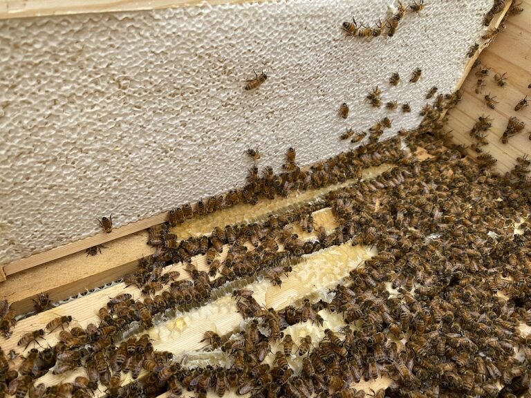 Panal de miel operculada en una colmena Langstroth, lista para la cosecha