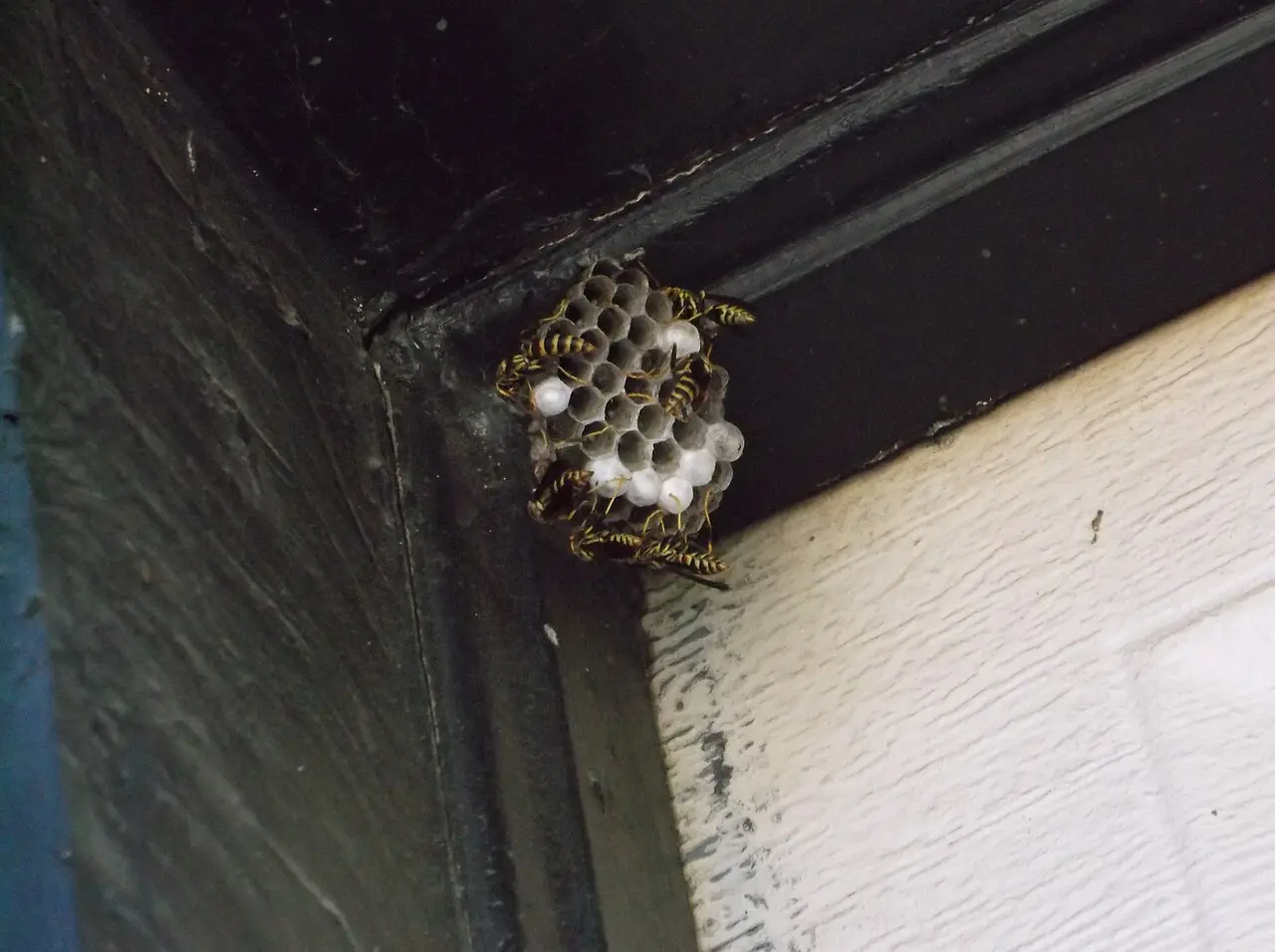 An open paper wasp nest showing exposed hexagonal cells, distinct from an enclosed honey bee hive