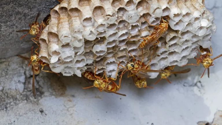 Paper wasps clustered on an open comb nest with hexagonal cells, hanging from a concrete ledge