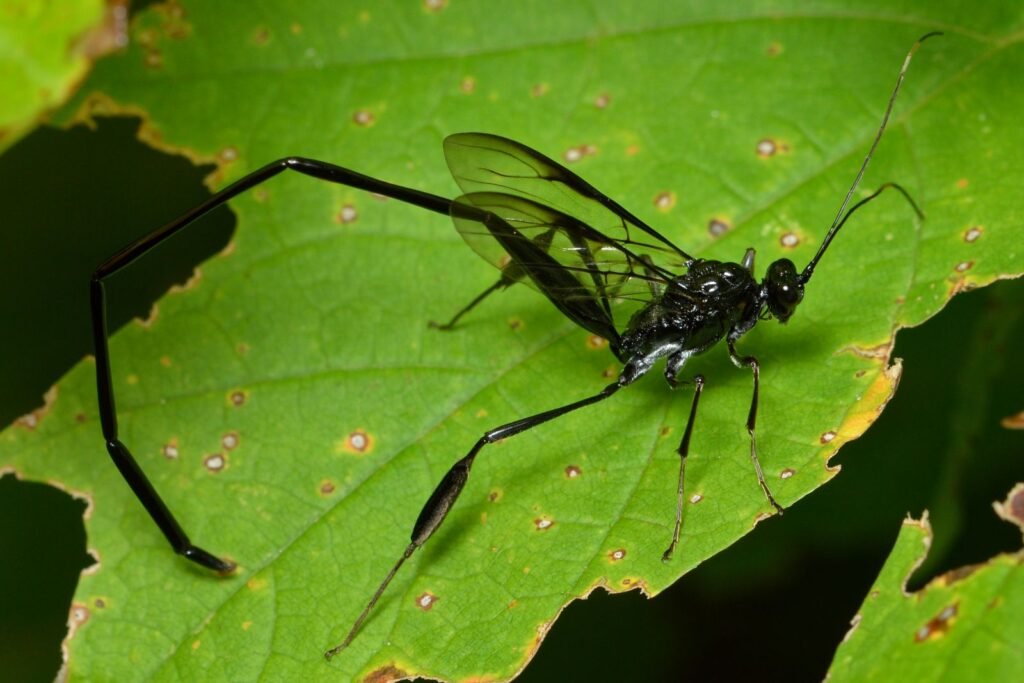 American pelecinid wasp showing its extremely long, slender black abdomen in full profile