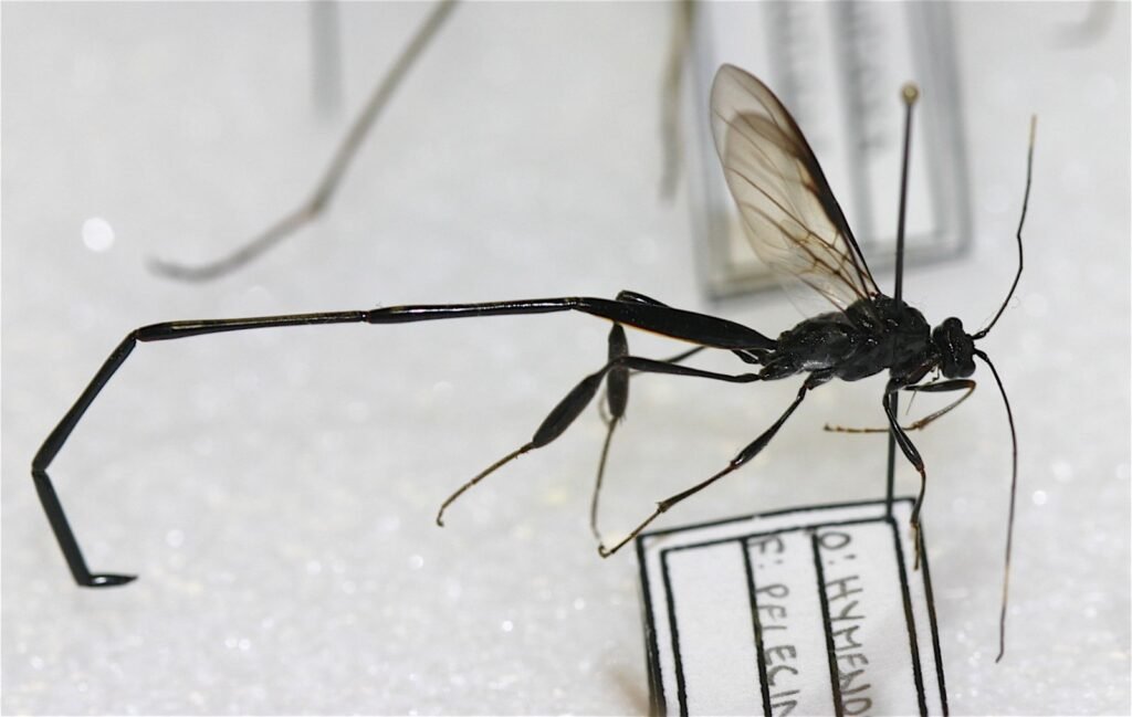 Side view of a pelecinid wasp highlighting its narrow waist and elongated abdomen segments