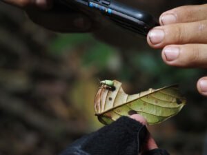 Person photographing a small insect on a leaf with a smartphone camera for identification