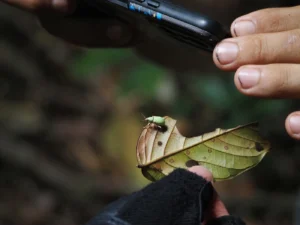 Person photographing a small insect on a leaf with a smartphone camera for identification