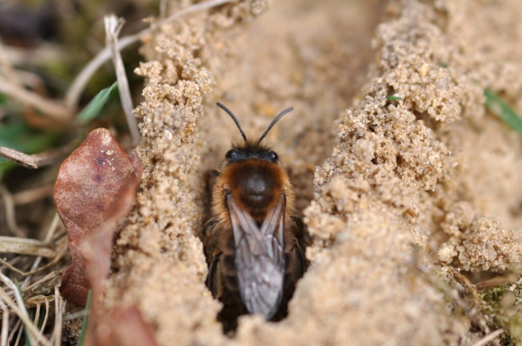A female plasterer bee (Colletes cunicularius) pausing on bare ground at the entrance to her nest burrow