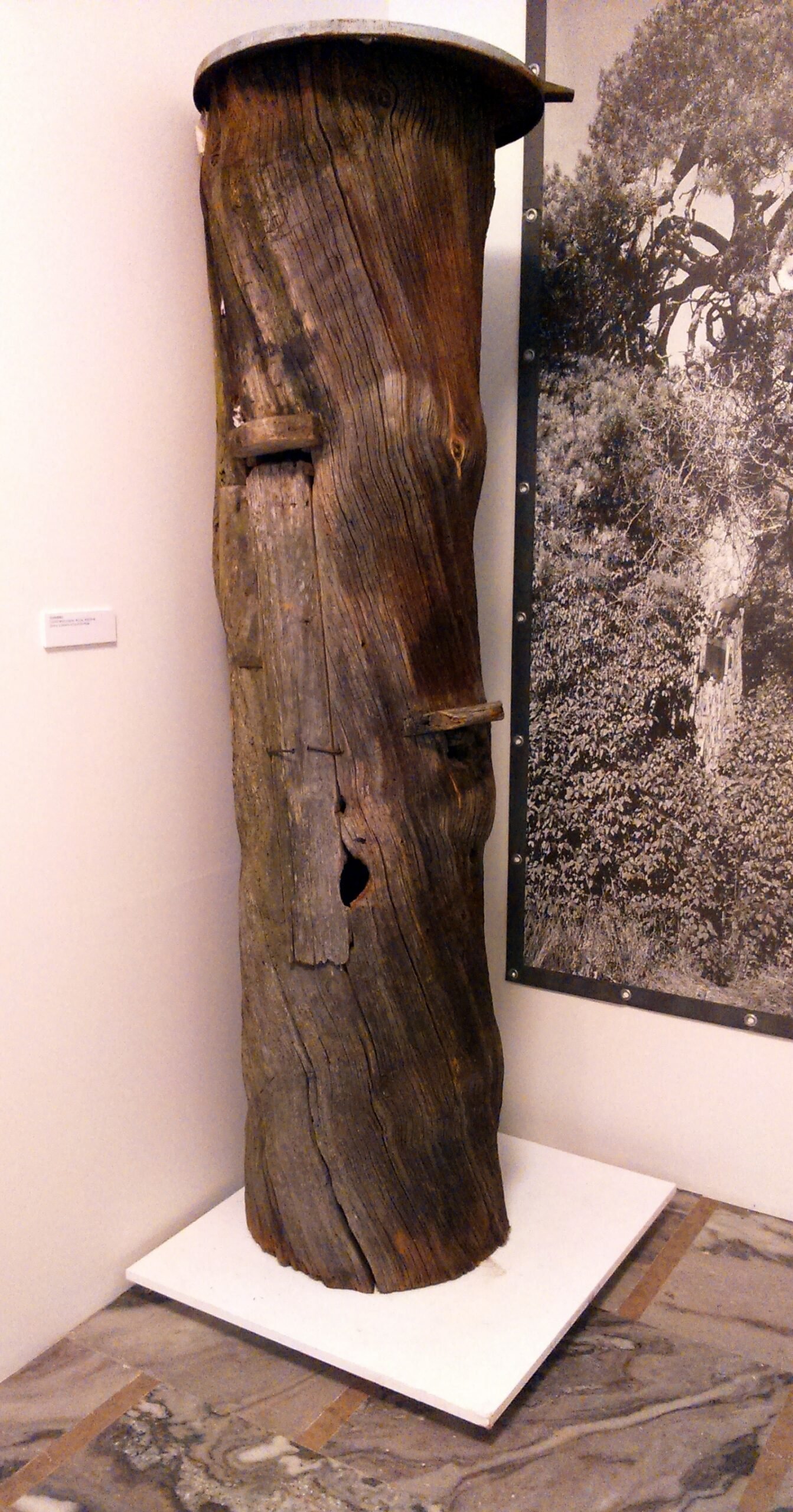 A traditional wooden log hive from the Kurpie region of Poland, used in the historic tree-beekeeping practice of bartnictwo