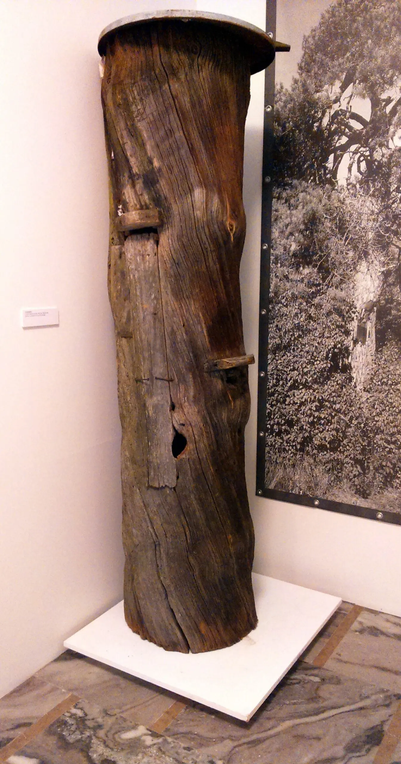 A traditional wooden log hive from the Kurpie region of Poland, used in the historic tree-beekeeping practice of bartnictwo