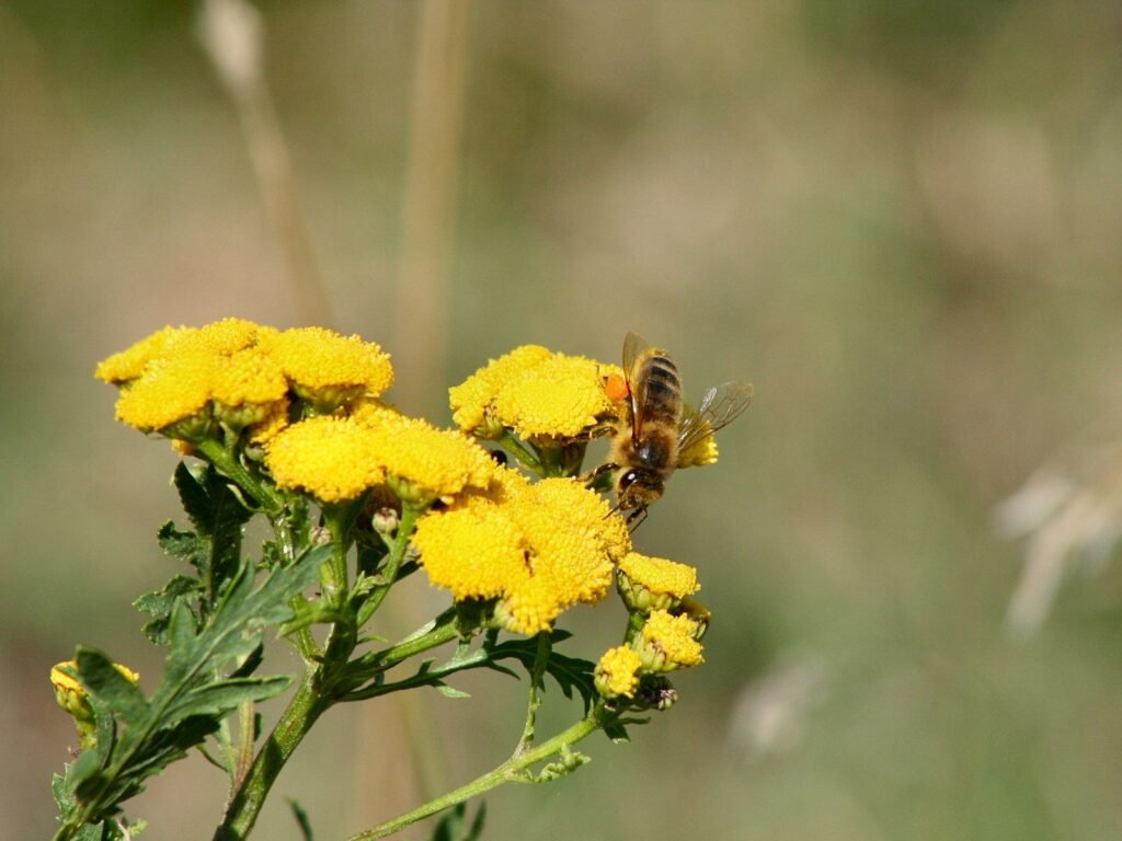 Close-up of a honey bee pollen basket packed full of collected pollen on its hind leg