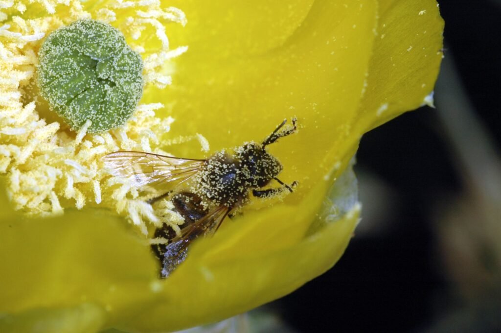 Honey bee covered in yellow pollen grains after foraging on a flower