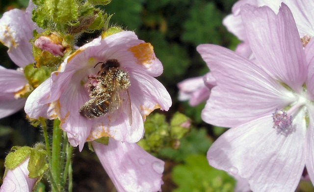 Honey bee dusted with pollen while foraging, illustrating the fine body hairs that sense electric fields