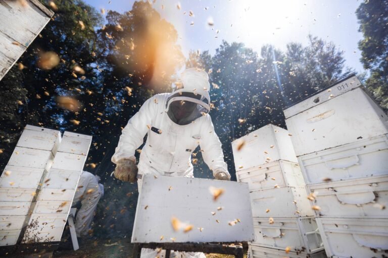 Professional beekeeper in full suit working among a row of commercial hive boxes