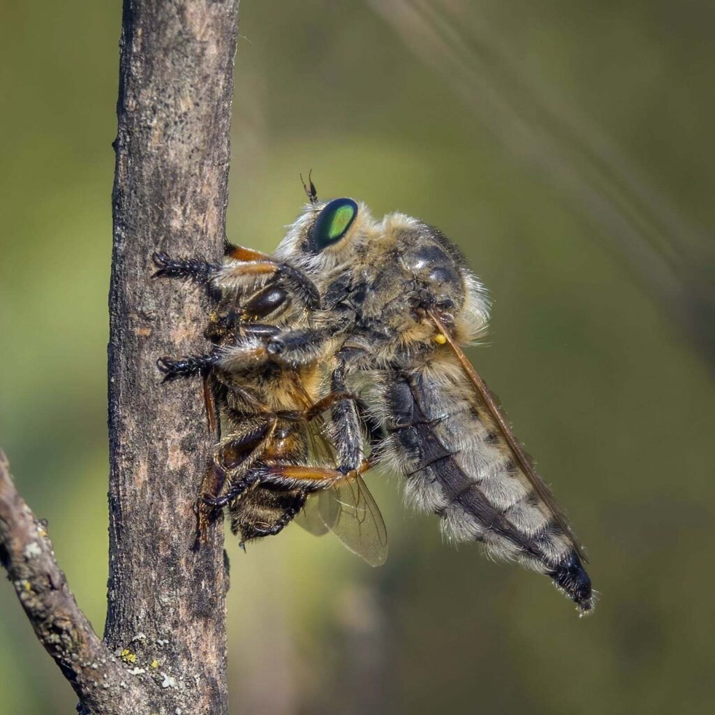 Female Promachus robber fly with captured bee prey, a large-bodied robber fly genus
