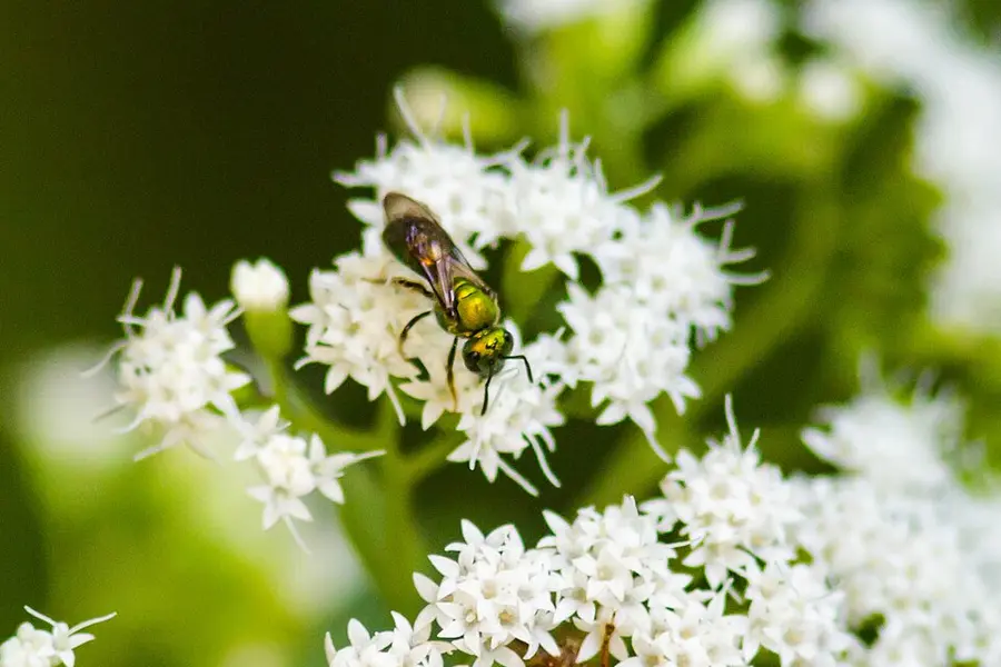 Small metallic green pure green augochlora sweat bee foraging on a cluster of tiny white flowers