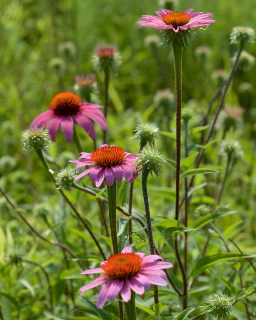 Purple coneflower blooming in a native North American prairie